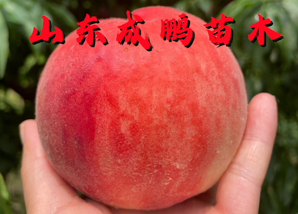 中桃13號(hào)