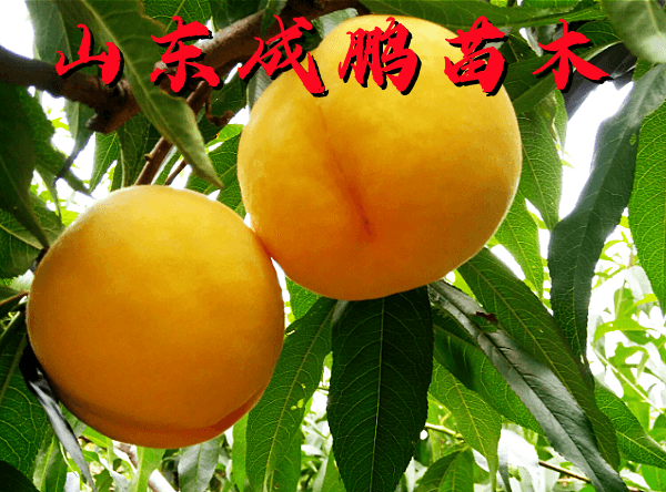 中桃金曉