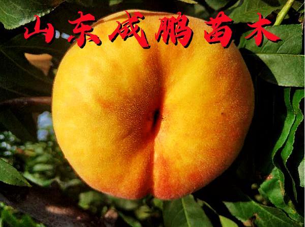 中蟠21號(hào)