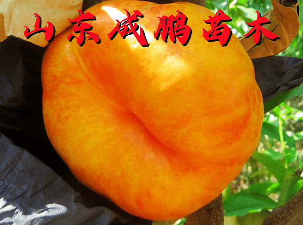 中油蟠17號(hào)