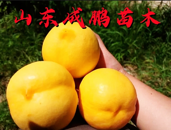 中油金緣