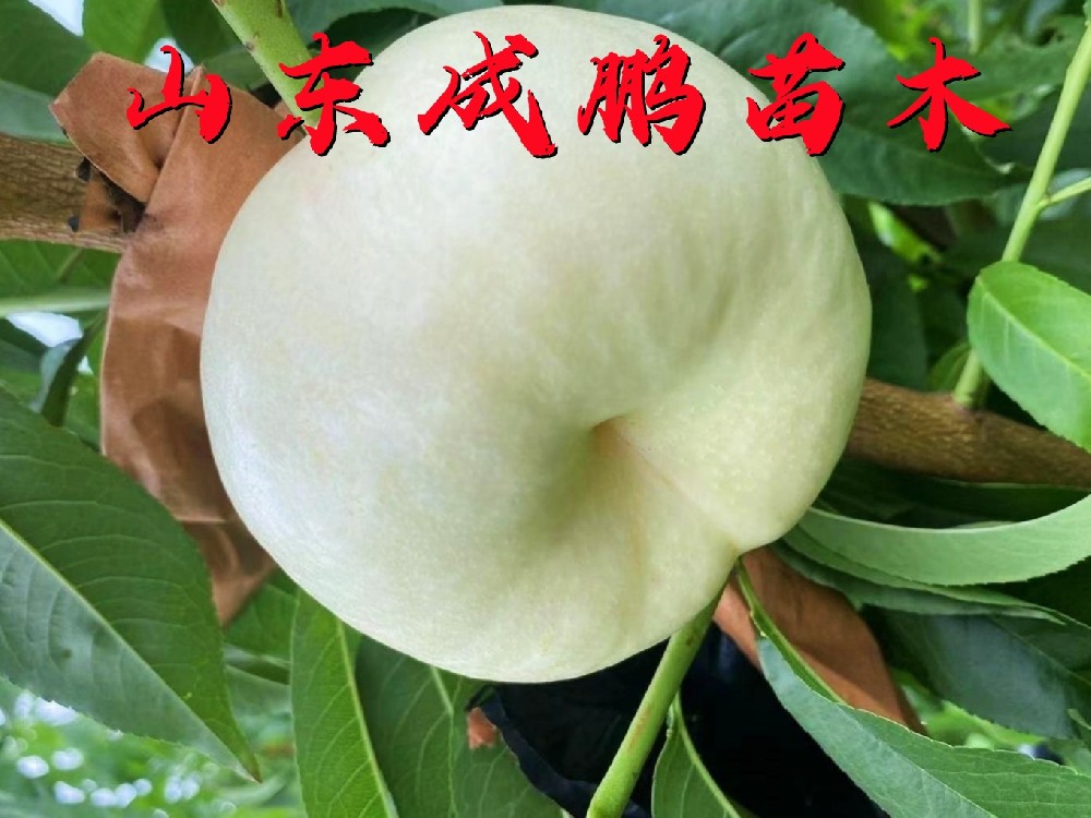 中油蟠6號(hào)