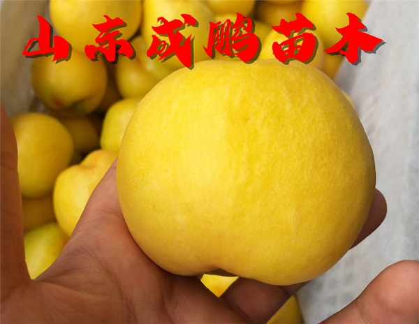 中油21號(hào)油桃