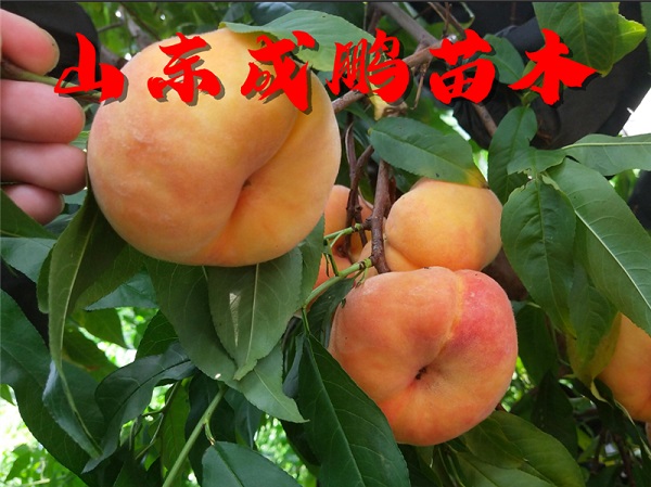 中蟠17號(hào)毛蟠桃