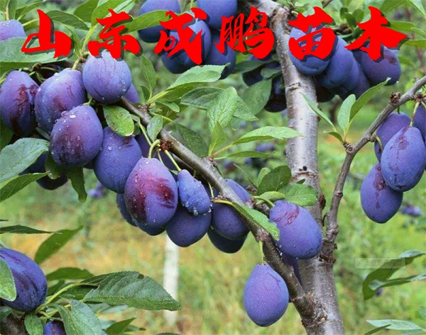 藍蜜西梅