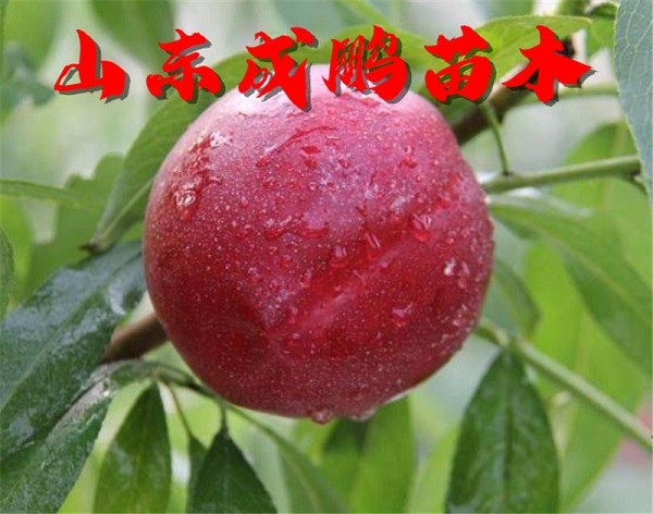 中油22號(hào)油桃