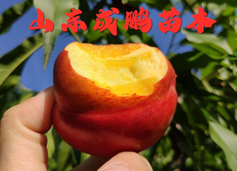 中油24號(hào)